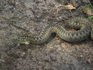 Adder Curved on Path 