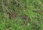 Close-up of Adder in the Grass 