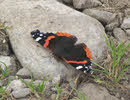 Red Admiral in Lakes (3 of 3)