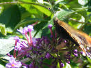 Red Admiral, Staffordshire (2 of 4)