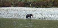 Grizzly Bear on River Bank (1) 