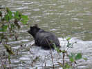 Grizzly Bear in River (3)