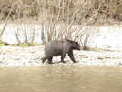 Grizzly Bear on River Bank (3)
