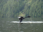 Humpback Whale Tail 