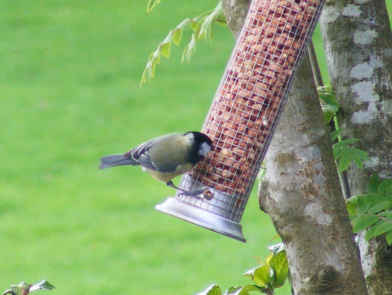Back view of Coal Tit on Feeder 