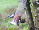 Two Coal Tits on Feeder 