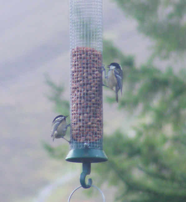 Coal Tits on Whinlatter Feeder 