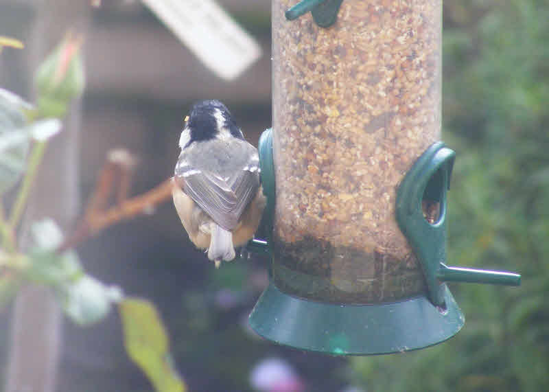 Coal Tit on Feeder in Staffordshire (1 of 2) 