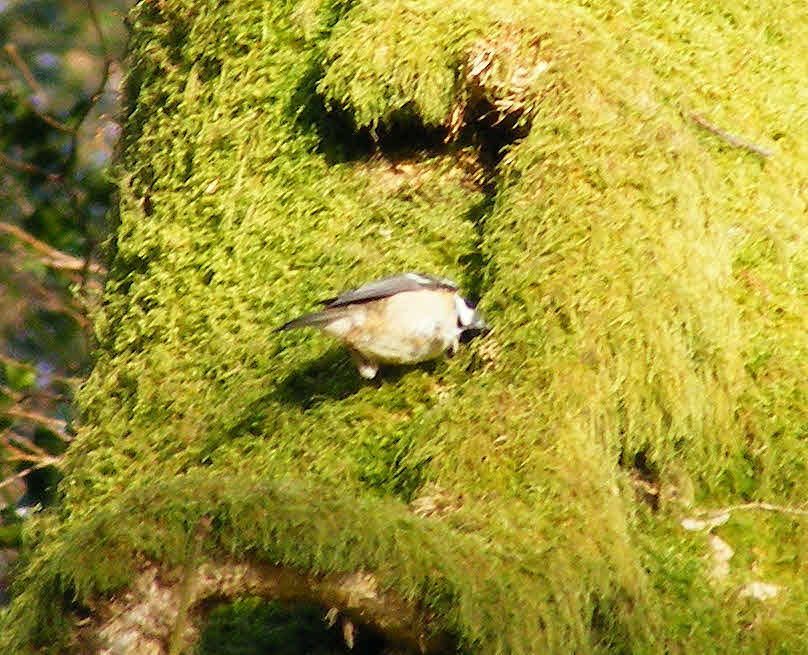 Coal Tit foraging in a Tree 