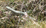 Common Lizard on Grass 