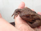 Front view of Common Toad 