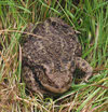 Front view of Common Toad 