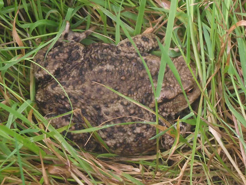 Side view of Common Toad 