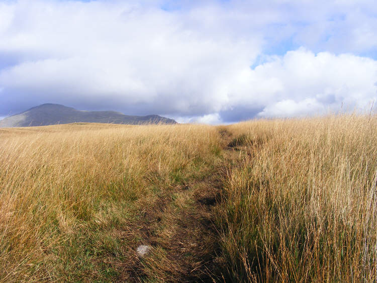 Long Grass above White Moss, Miterdale 