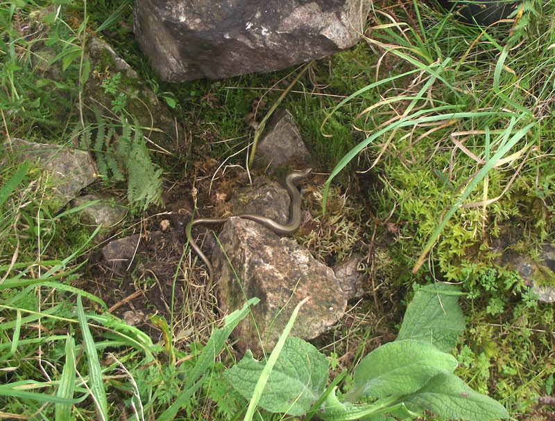 Slow Worm in the rocks (1 of 2) 