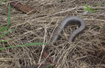 Slow Worm on St Bee's Head (1 of 2) 