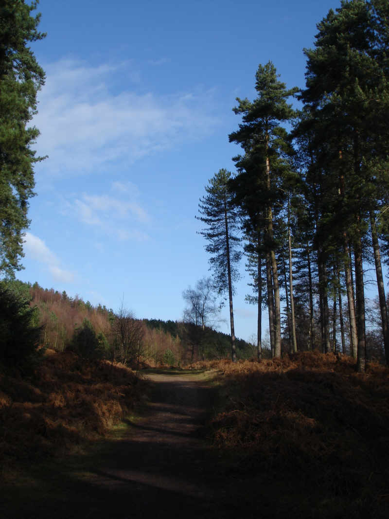 Mature Trees on Cannock Chase