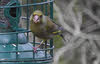 Female Greenfinch (1 of 2) 