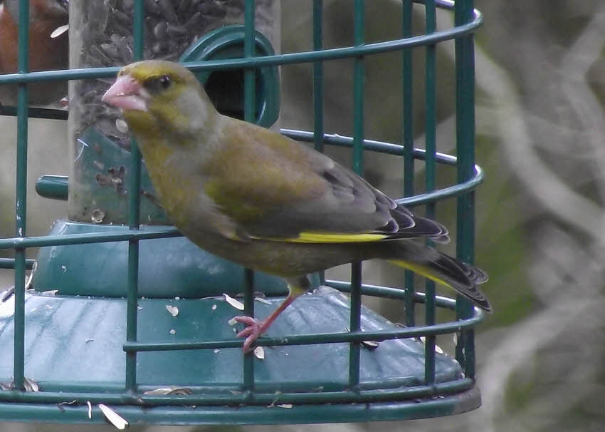 Side view of female Greenfinch 
