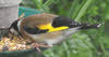 Goldfinch in North Wales