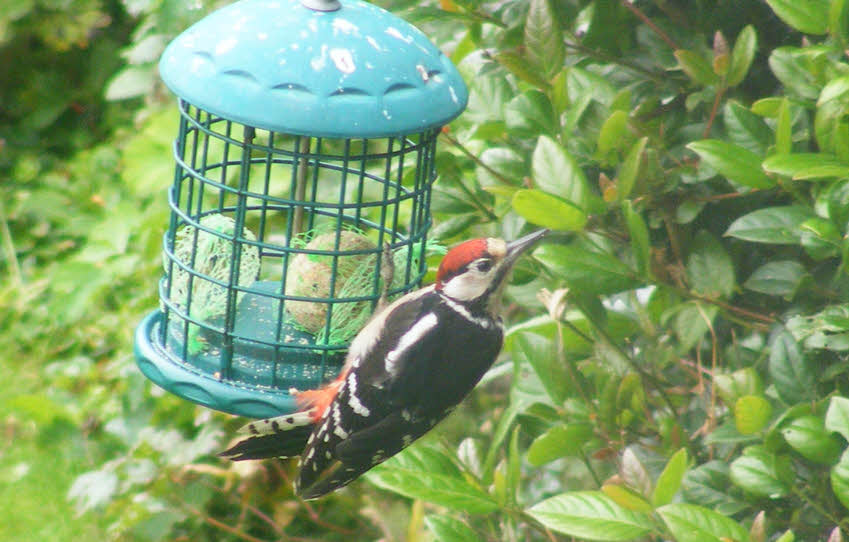 Greater Spotted Woodpecker on Feeder