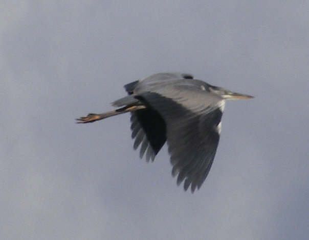 Grey Heron in flight