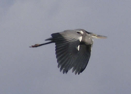 Grey Heron in Flight (2) 