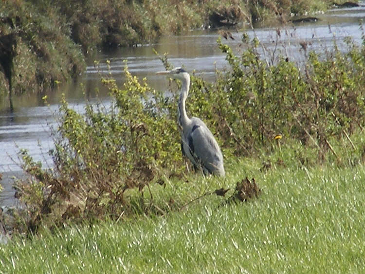 Grey Heron on River Bank 