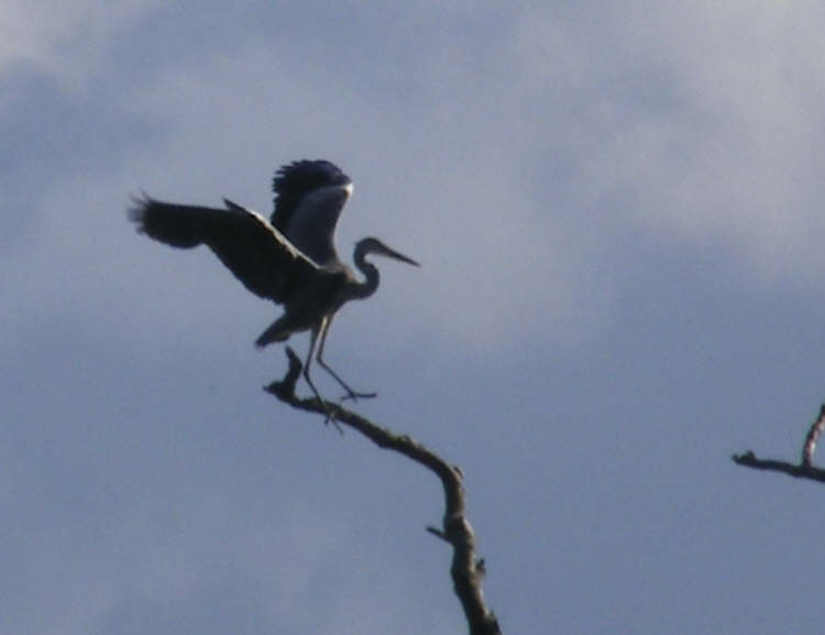 Grey Heron landing on tree top