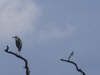 Grey Heron on treetop (3) 