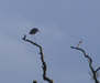 Grey Heron on treetop (4) 