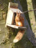 Red Squirrel seen in Buttermere (3 of 8)
