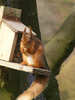 Red Squirrel seen in Buttermere (5 of 8)