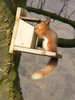 Red Squirrel seen in Buttermere (6 of 8)