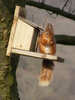 Red Squirrel seen in Buttermere (8 of 8)