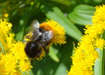 Red Tailed Bumble Bee (1/2)