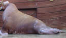 Walrus Picture Gallery