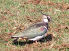 Lapwing in Winter Plumage