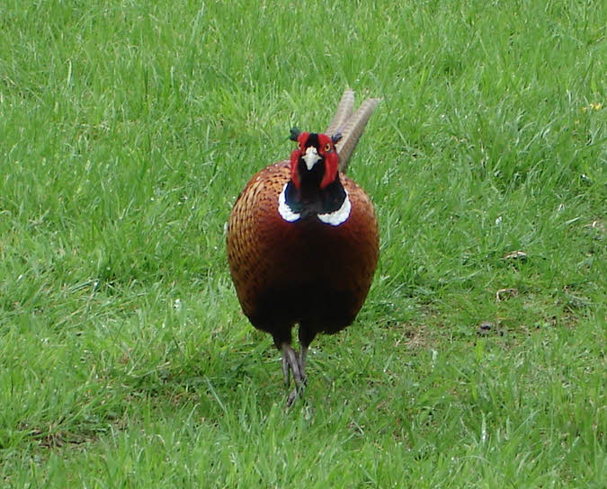 Male Pheasant seen from front