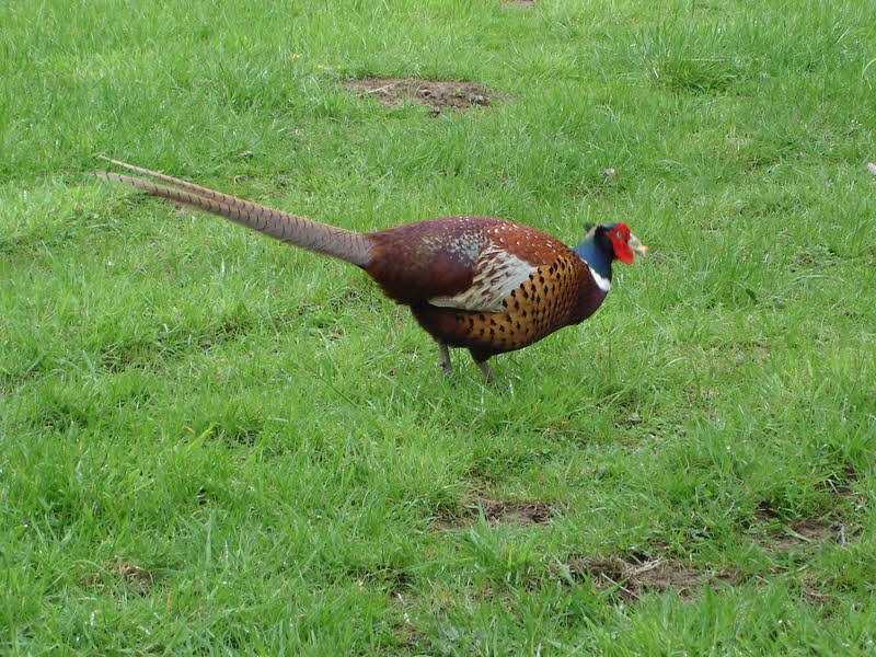 Side view of Male Pheasant 