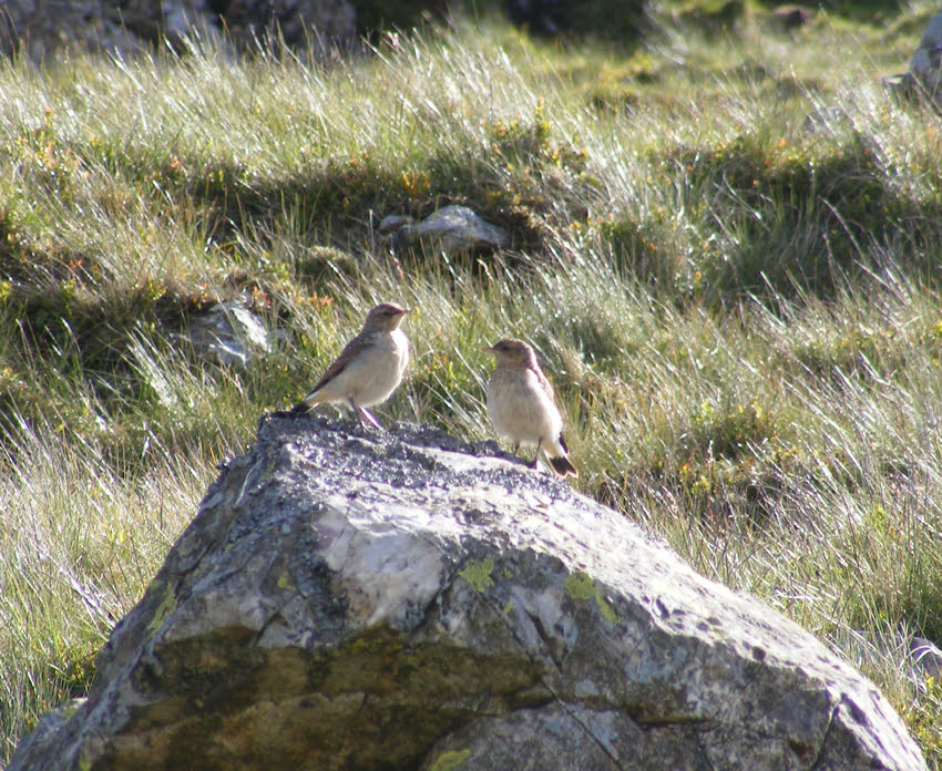 Meadow Pipit on Langdale Pikes (2 of 3) 