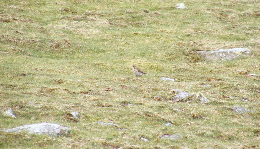 Meadow Pipit on Swirl How (1 of 3) 