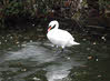 Mute Swan on Ice 