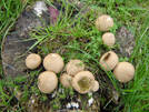 Link to picture of Puff Ball fungus