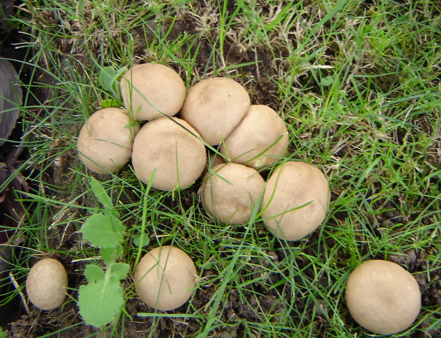 Picture of intact puff ball fungus