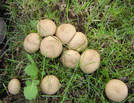 Link to picture of puff ball fungus