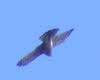 Male Sparrowhawk in Flight (1 of 2)