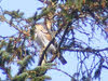 Male Sparrowhawk in Tree (2 of 2)