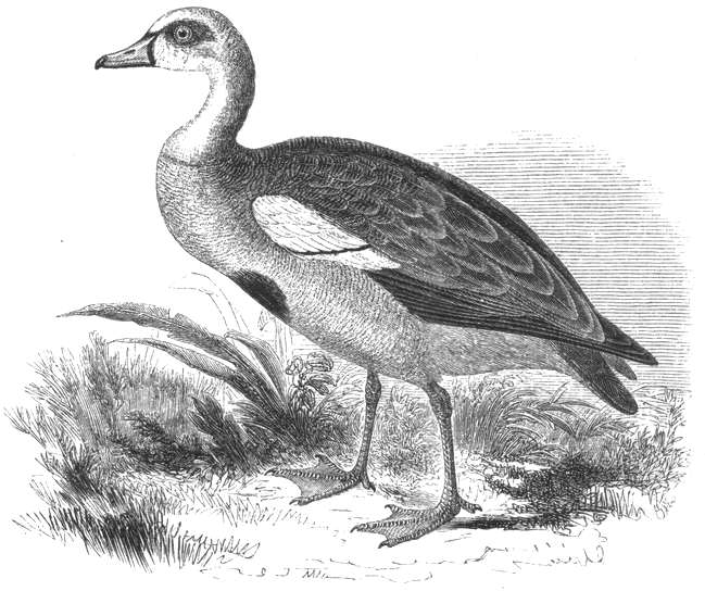 Egyptian Goose (Alopochen aegyptiacus) 