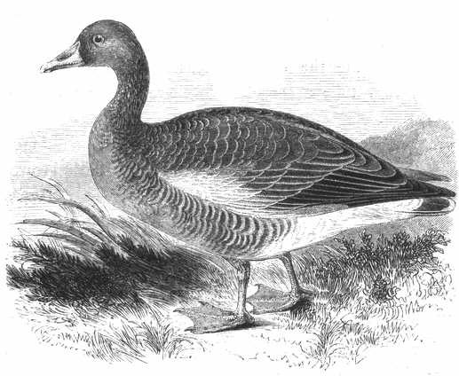 Greylag Goose (Anser anser) 